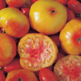 Семена томатов Биколоров (Bi-Color), многоцветных