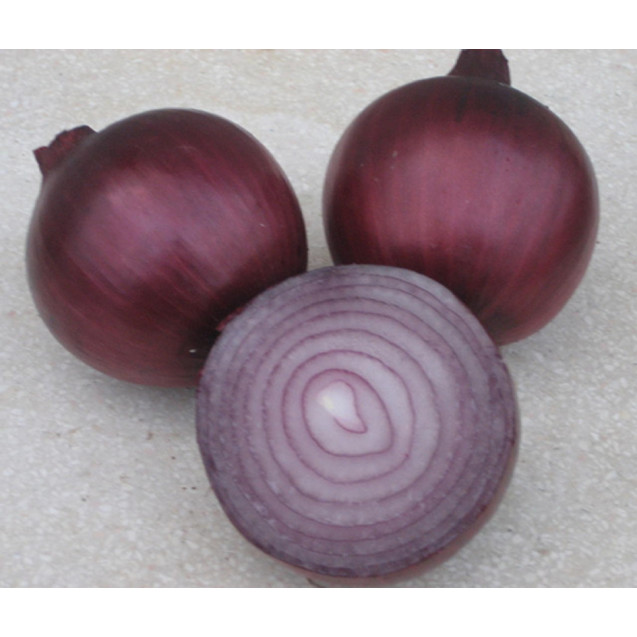 Семена Лук репчатый Фиамма F1 0,5 гр (проф.) Cora Seeds