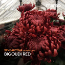 Хризантема Корейская "Bigoudi Red" (черенок)
