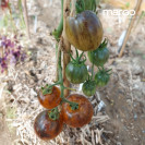 Семена томат Атомный закат солнца(Синие)(Низкорослые)