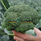 Семена Капуста брокколи КЕЗЗИ F1 10 шт (проф.) Kitano Seeds