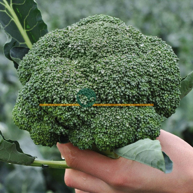 Семена Капуста брокколи КЕЗЗИ F1 10 шт (проф.) Kitano Seeds