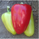 Семена  Перец Бэст F1 5 шт (проф.) Sakata (Саката)