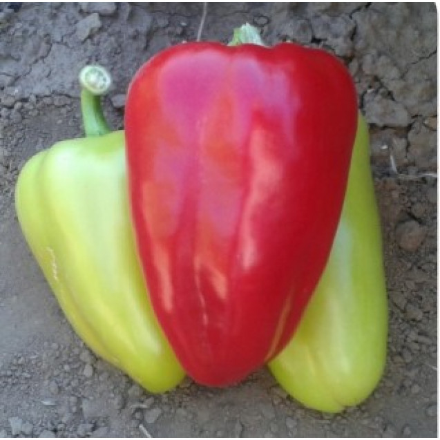 Семена  Перец Бэст F1 5 шт (проф.) Sakata (Саката)