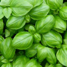 Семена Базилик Оскуро 0,5 гр (проф.) GreenTime (Грин Тайм)