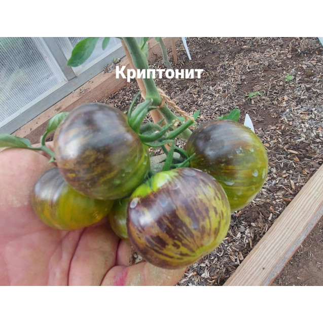 Семена Томат Криптонит (высокорослый)