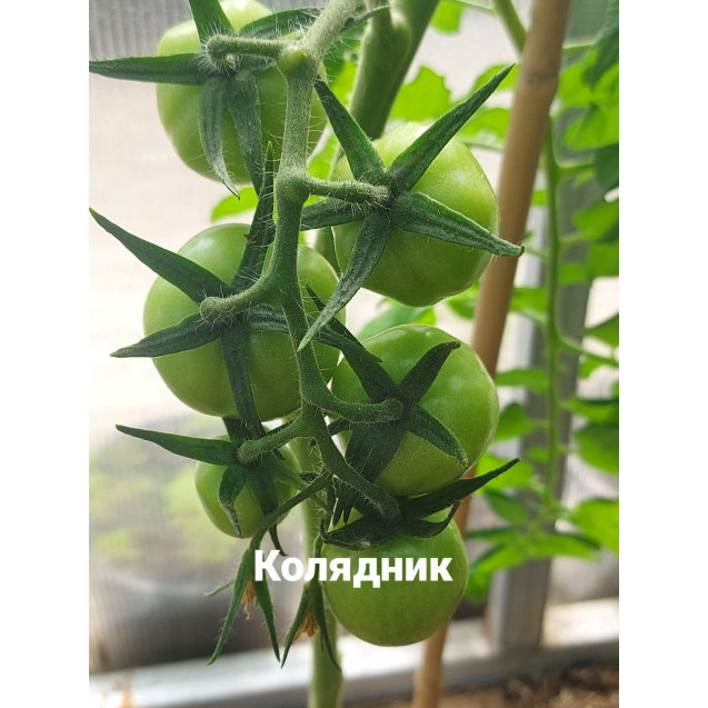 Семена Томат Долгохранящийся Колядник