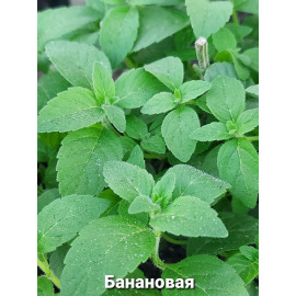 Мята Банановая черенок 0,2 