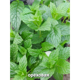 Мята Ореховая черенок 0,2
