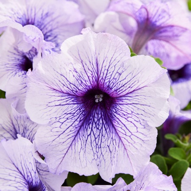 Семена Петуния мультифлора Мамбо Джи Пи F1 Сильвер Блю 5 драже Hem Genetics (Хем Генетикс)