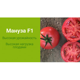 Семена Томат Мануза F1 3 шт Rijk Zwaan (Райк Цваан)