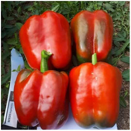 Семена Перец Екла сладкий F1 3 шт Syngenta (Сингента)