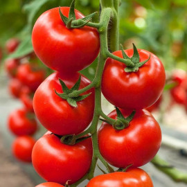 Семена Томат Козенца F1 3 шт Rijder Seeds