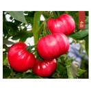 Семена Томат Пинк Топ F1 3 шт Tashido Seeds