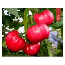 Семена Томат Пинк Топ F1 3 шт Tashido Seeds