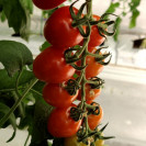Семена Томат Сидерно F1 3 шт Rijder Seeds