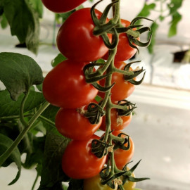 Семена Томат Сидерно F1 3 шт Rijder Seeds
