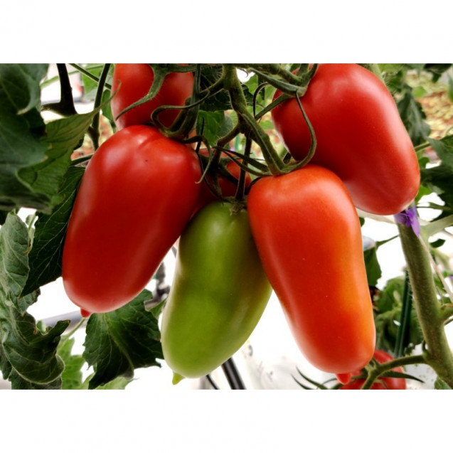 Семена Томат Тезоро F1 3 шт Rijder Seeds
