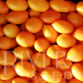 Семена Томат Тейсти Голд F1 3 шт River Seeds