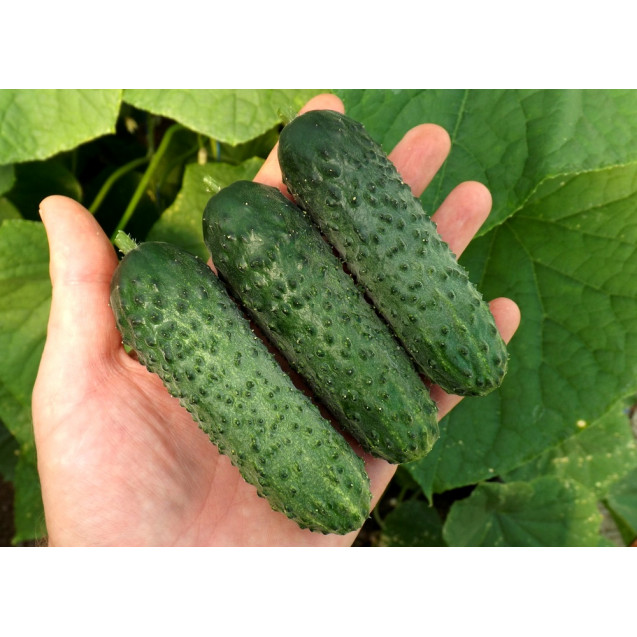 Семена Огурец Шкипер F1 5 шт Global Seeds