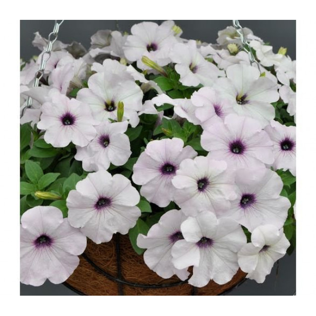 Семена Петуния ампельная Изи Вэйв Сильвер 3 драже (проф) PanAmerican (Пан Американ)