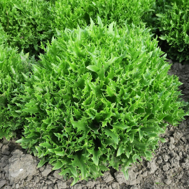 Семена Салат Нордис 10 шт Syngenta