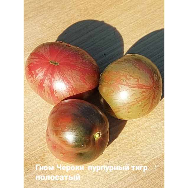 Семена Томат Гном Чероки Тигр пурпурные полосы 