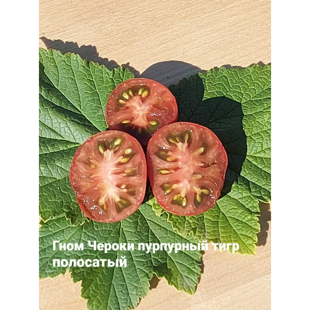 Семена Томат Гном Чероки Тигр пурпурные полосы 