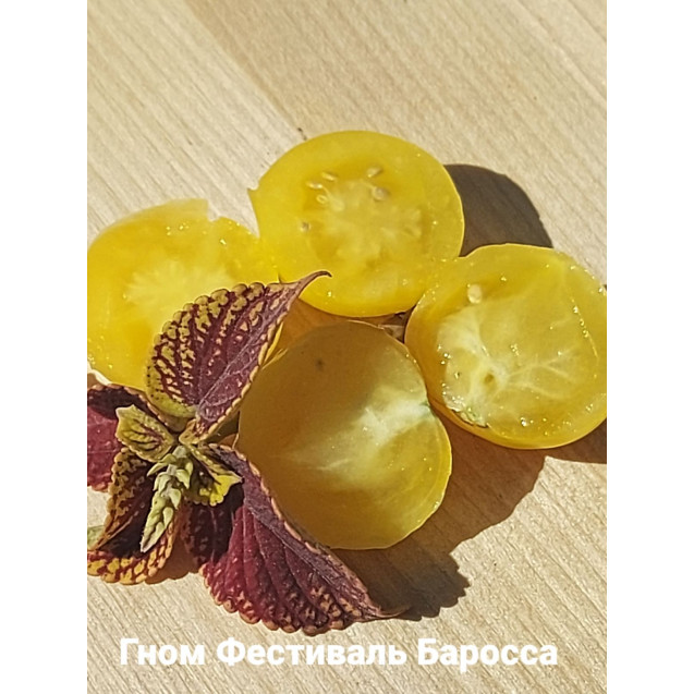 Семена Томат Гном Фестиваль Баросса