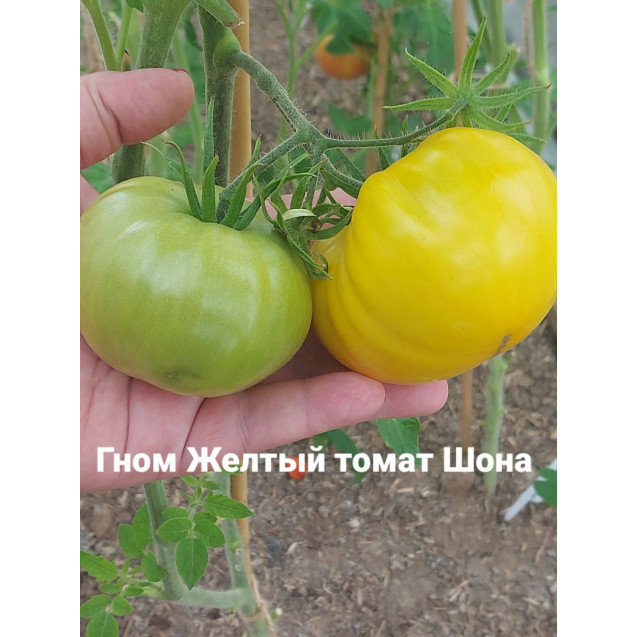 Семена Томат Гном Желтый томат Шона
