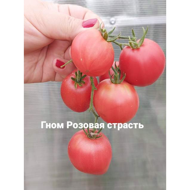 Семена Томат Гном Розовая страсть