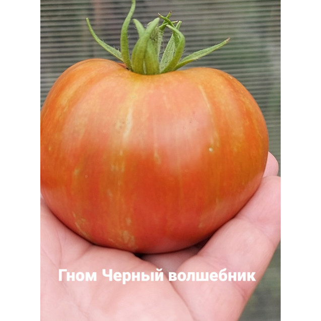 Семена Томат Гном Черный волшебник 
