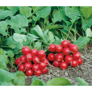 Семена Редис Филипар F1 2 гр Syngenta