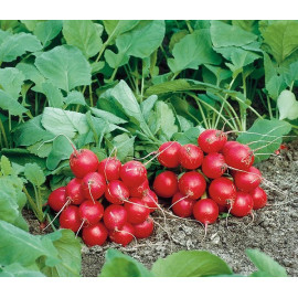 Семена Редис Филипар F1 2 гр Syngenta