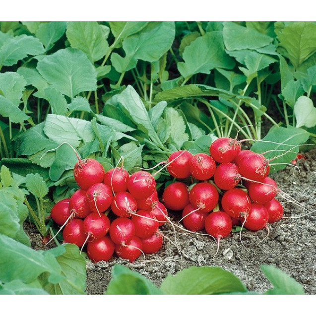 Семена Редис Филипар F1 2 гр Syngenta