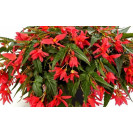 Бегония Ватерфол энканто пинк (черенок 0,1л)