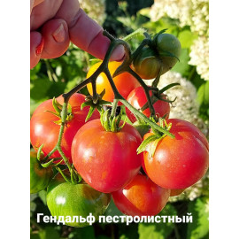 Семена Томат Гном Гендальф пестролистный