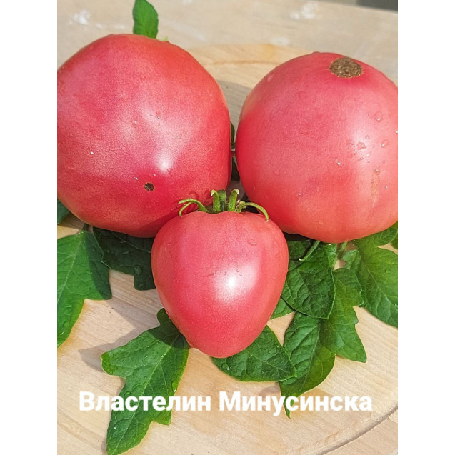 Семена Томаты Властелин Минусинска
