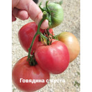 Семена Томат Говядина с куста