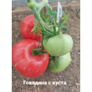 Семена Томат Говядина с куста