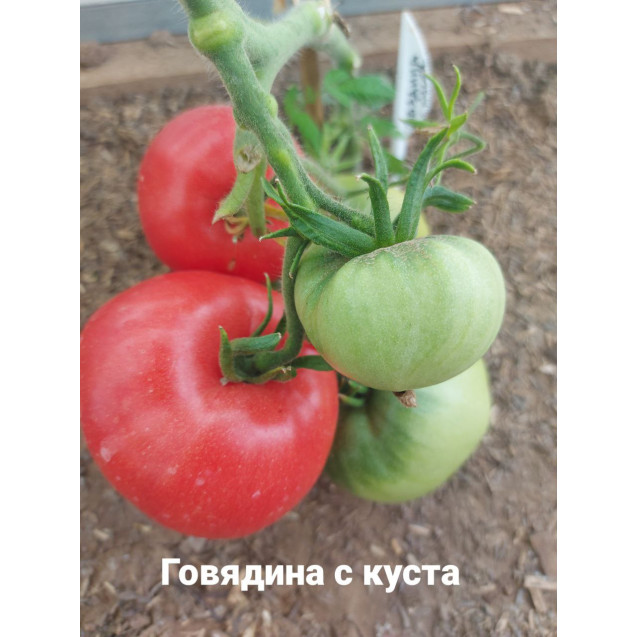 Семена Томат Говядина с куста