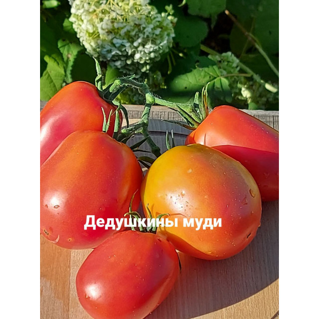 Семена Томат Дедушкины Муди
