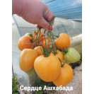 Семена Томат Сердце Ашхабада