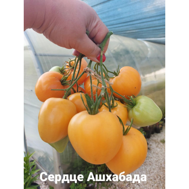 Семена Томат Сердце Ашхабада