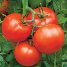Семена томат Бобкат F110 шт (проф) Syngenta