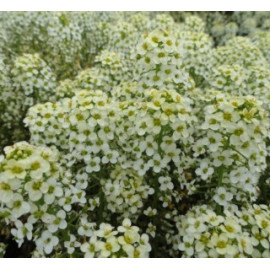 Семена Алиссум Свити Лемон Еллоу 30 шт (проф) Floragran (Флорагран)