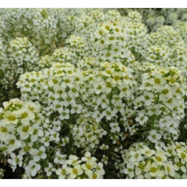 Семена Алиссум Свити Лемон Еллоу 30 шт (проф) Floragran (Флорагран)