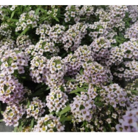 Семена Алиссум Свити Пинк 30 шт (проф.) Floragran (Флорагран)