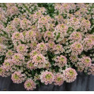 Семена Алиссум Свити Бронз 30 шт (проф) Floragran (Флорагран)