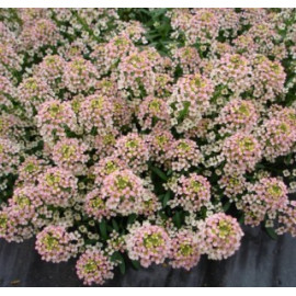 Семена Алиссум Свити Бронз 30 шт (проф) Floragran (Флорагран)